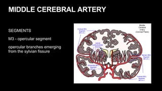 MIDDLE CEREBRAL ARTERY
SEGMENTS
M3 - opercular segment
opercular branches emerging
from the sylvian fissure
 