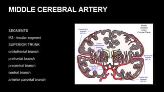 MIDDLE CEREBRAL ARTERY
SEGMENTS
M2 - insular segment
SUPERIOR TRUNK
orbitofrontal branch
prefrontal branch
precentral branch
central branch
anterior paroetal branch
 