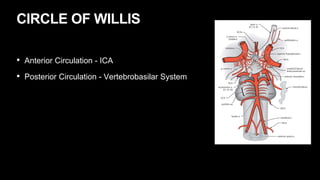CIRCLE OF WILLIS
• Anterior Circulation - ICA
• Posterior Circulation - Vertebrobasilar System
 