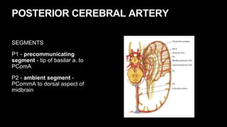 POSTERIOR CEREBRAL ARTERY
SEGMENTS
P1 - precommunicating
segment - tip of basilar a. to
PComA
P2 - ambient segment -
PCommA to dorsal aspect of
midbrain
 