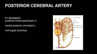 POSTERIOR CEREBRAL ARTERY
P1 SEGMENT
posterior thalamoperforator a.
medial posterior choroidal a.
meningeal branches
 