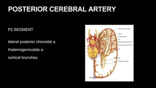 POSTERIOR CEREBRAL ARTERY
P2 SEGMENT
lateral posterior choroidal a.
thalamogeniculate a.
cortical branches
 