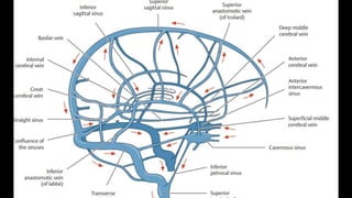 VENOUS DRAINAGE
BRANCHES
√
 