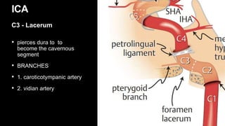 • pierces dura to to
become the cavernous
segment
• BRANCHES
• 1. caroticotympanic artery
• 2. vidian artery
ICA
C3 - Lacerum
 