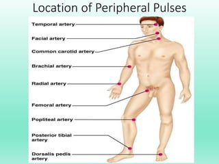 Location of Peripheral Pulses
 