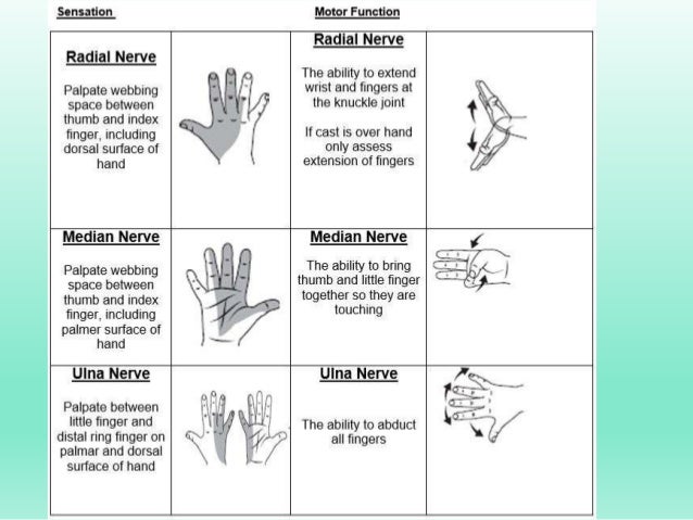 Circulation Chart In Orthopedic