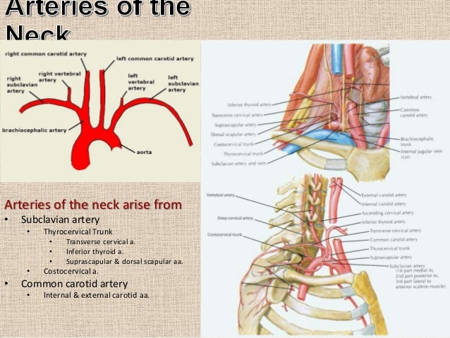 thyrocervical trunk
