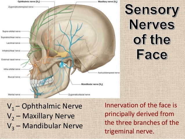 Neurovascular topography of the face and neck