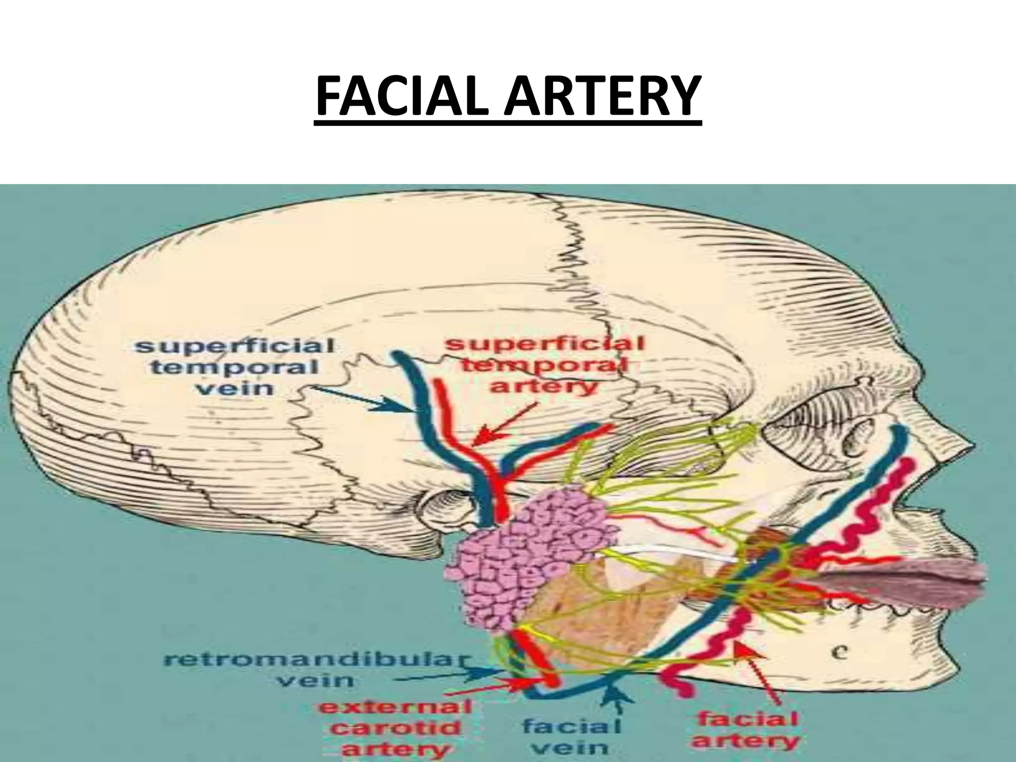 FACIAL ARTERY
 