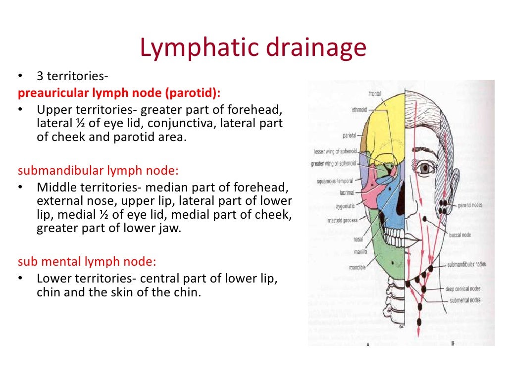 Neurovasculature And Lymphatic Drainage Of Head And Neck