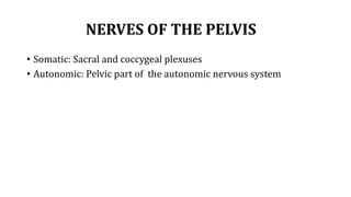 NERVES OF THE PELVIS
• Somatic: Sacral and coccygeal plexuses
• Autonomic: Pelvic part of the autonomic nervous system
 