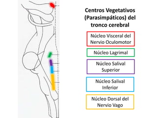 Centros Vegetativos
(Parasimpáticos) del
  tronco cerebral
  Núcleo Visceral del
  Nervio Oculomotor

   Núcleo Lagrimal

    Núcleo Salival
      Superior

    Núcleo Salival
      Inferior

  Núcleo Dorsal del
    Nervio Vago
 