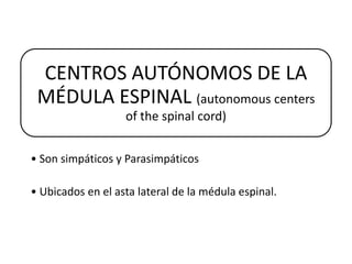 CENTROS AUTÓNOMOS DE LA
 MÉDULA ESPINAL (autonomous centers
                   of the spinal cord)


• Son simpáticos y Parasimpáticos

• Ubicados en el asta lateral de la médula espinal.
 