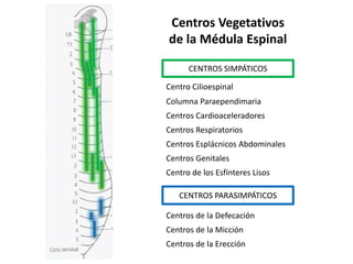 Centros Vegetativos
de la Médula Espinal

      CENTROS SIMPÁTICOS

Centro Cilioespinal
Columna Paraependimaria
Centros Cardioaceleradores
Centros Respiratorios
Centros Esplácnicos Abdominales
Centros Genitales
Centro de los Esfínteres Lisos

   CENTROS PARASIMPÁTICOS

Centros de la Defecación
Centros de la Micción
Centros de la Erección
 