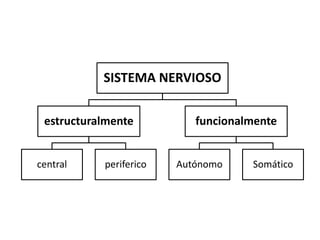 SISTEMA NERVIOSO


 estructuralmente          funcionalmente


central    periferico   Autónomo    Somático
 