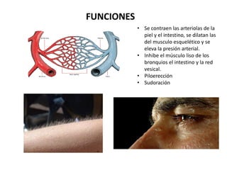 FUNCIONES
            • Se contraen las arteriolas de la
              piel y el intestino, se dilatan las
              del musculo esquelético y se
              eleva la presión arterial.
            • Inhibe el músculo liso de los
              bronquios el intestino y la red
              vesical.
            • Piloerección
            • Sudoración
 