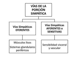 VÍAS DE LA
                 PORCIÓN
                SIMPÁTICA


                         Vías Simpáticas
  Vías Simpáticas
                          AFERENTES o
    EFERENTES
                           SENSITIVAS


   Músculos lisos
                       Sensibilidad visceral
Sistemas glandulares        y vascular
     periféricos
 