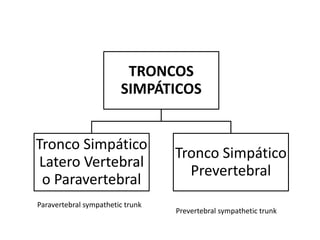 TRONCOS
                        SIMPÁTICOS


Tronco Simpático
                                  Tronco Simpático
 Latero Vertebral
                                    Prevertebral
 o Paravertebral
Paravertebral sympathetic trunk
                                  Prevertebral sympathetic trunk
 