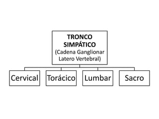 TRONCO
              SIMPÁTICO
           (Cadena Ganglionar
             Latero Vertebral)


Cervical Torácico     Lumbar     Sacro
 