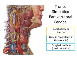 Tronco
 Simpático
Paravertebral
  Cervical
   Ganglio Cervical
      Superior
Ganglio Cervical Medio
    (inconstante)
  Ganglio Estrellado
  (cervico-torácico)
 