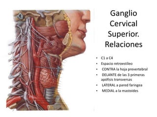 Ganglio
       Cervical
       Superior.
      Relaciones
•   C1 a C4
•   Espacio retroestíleo
•   CONTRA la hoja prevertebral
•   DELANTE de las 3 primeras
    apófisis transversas
•   LATERAL a pared faringea
•   MEDIAL a la mastoides
 