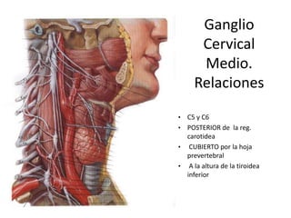 Ganglio
      Cervical
      Medio.
     Relaciones
• C5 y C6
• POSTERIOR de la reg.
  carotidea
• CUBIERTO por la hoja
  prevertebral
• A la altura de la tiroidea
  inferior
 