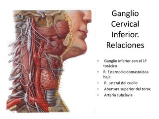 Ganglio
      Cervical
      Inferior.
     Relaciones
•    Ganglio inferior con el 1º
    torácico
•   R. Esternocleidomastoidea
    baja
•    R. Lateral del cuello
•    Abertura superior del torax
•    Arteria subclavia
 