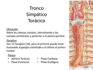 Tronco
                 Simpático
                  Torácico
Ubicación:
Sobre las cabezas costales, lateralmente a los
cuerpos vertebrales y posterior a la pleura parietal.
Ganglios:
Son 12 Ganglios (10), pero el primero puede estar
fusionado al ganglio estrellado y el último al primer
lumbar.
 Plexos:
 • Aórtico Torácico        • Plexo Cardiaco
 • Plexo Pulmonar          • Plexo Esofágico
 