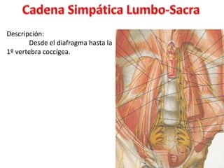 Descripción:
       Desde el diafragma hasta la
1º vertebra coccígea.
 