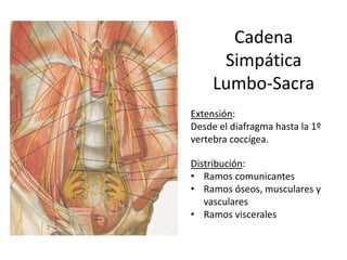 Cadena
      Simpática
     Lumbo-Sacra
Extensión:
Desde el diafragma hasta la 1º
vertebra coccígea.

Distribución:
• Ramos comunicantes
• Ramos óseos, musculares y
   vasculares
• Ramos viscerales
 