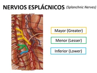 NERVIOS ESPLÁCNICOS (Splanchnic Nerves)


                     Mayor (Greater)

                     Menor (Lesser)

                     Inferior (Lower)
 