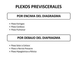 PLEXOS PREVISCERALES
        POR ENCIMA DEL DIAGRAGMA

• Plexo Faríngeo
• Plexo Cardíaco
• Plexo Pulmonar


        POR DEBAJO DEL DIAFRAGMA

• Plexo Solar o Celiaco
• Plexo o Nervio Presacro
• Plexo Hipogástrico o Pélvico
 