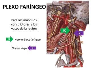 PLEXO FARÍNGEO

      Para los músculos
      constrictores y los
      vasos de la región
                               IX
                                    X
 IX     Nervio Glosofaríngeo

      Nervio Vago    X
 