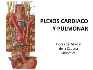 PLEXOS CARDIACO
    Y PULMONAR

     Fibras del Vago y
       de la Cadena
         Simpática
 