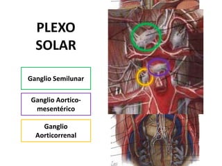 PLEXO
  SOLAR

Ganglio Semilunar

Ganglio Aortico-
 mesentérico

    Ganglio
  Aorticorrenal
 