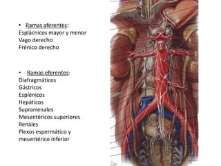 • Ramas aferentes:
Esplácnicos mayor y menor
Vago derecho
Frénico derecho



• Ramas eferentes:
Diafragmáticos
Gástricos
Esplénicos
Hepáticos
Suprarrenales
Mesentéricos superiores
Renales
Plexos espermático y
mesentérico inferior
 