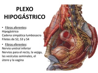 PLEXO
 HIPOGÁSTRICO
• Fibras aferentes:
Hipogástrico
Cadena simpática lumbosacra
Filetes de S2, S3 y S4
• Fibras eferentes:
Nervio uretral inferior
Nervios para el recto, la vejiga,
las vesículas seminales, el
útero y la vagina
 