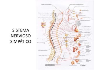 SISTEMA
NERVIOSO
SIMPÁTICO
 