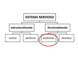 SISTEMA NERVIOSO


 estructuralmente          funcionalmente


central    periferico   Autónomo    Somático
 