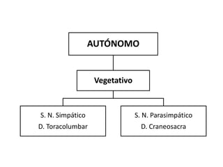AUTÓNOMO


                   Vegetativo


S. N. Simpático                 S. N. Parasimpático
D. Toracolumbar                   D. Craneosacra
 