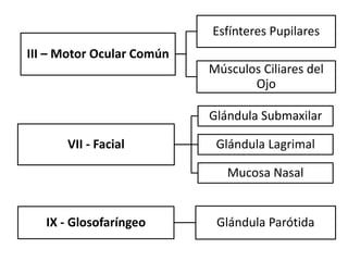 Esfínteres Pupilares
III – Motor Ocular Común
                           Músculos Ciliares del
                                  Ojo

                           Glándula Submaxilar

      VII - Facial          Glándula Lagrimal

                              Mucosa Nasal


   IX - Glosofaríngeo       Glándula Parótida
 