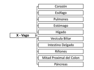 Corazón
                   Esófago
                  Pulmones
                  Estómago
                   Hígado
X - Vago
                Vesícula Biliar
              Intestino Delgado
                   Riñones
           Mitad Proximal del Colon
                  Páncreas
 