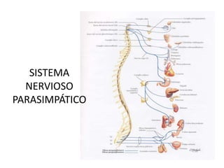 SISTEMA
  NERVIOSO
PARASIMPÁTICO
 