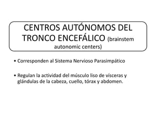 CENTROS AUTÓNOMOS DEL
   TRONCO ENCEFÁLICO (brainstem
                   autonomic centers)

• Corresponden al Sistema Nervioso Parasimpático

• Regulan la actividad del músculo liso de vísceras y
  glándulas de la cabeza, cuello, tórax y abdomen.
 