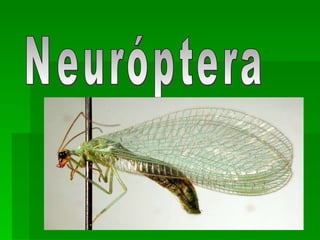 Neuróptera 