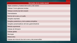 Derivados de la cresta neural
Tejido conectivo y huesos de la cara y del craneo
Células C de la glándula tiroidea
Tabique conotruncal del corazón
Odontoblastos
Dermis de la cara y el cuello
Ganglios espinales
Ganglios preáorticos y de la cadena simpática
Ganglios parasimpáticos del tubo gastrointestinal
Médula suprarrenal
Células de Schwann
Células gliales
Meninges
Melanocitos
Células del músculo liso de la cara y del prosencéfalo
 