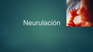 Neurulación
 