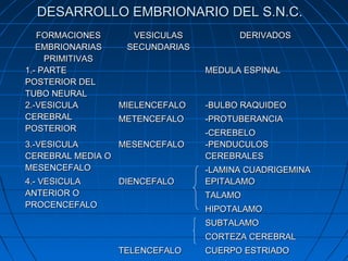 DESARROLLO EMBRIONARIO DEL S.N.C.DESARROLLO EMBRIONARIO DEL S.N.C.
FORMACIONESFORMACIONES
EMBRIONARIASEMBRIONARIAS
PRIMITIVASPRIMITIVAS
VESICULASVESICULAS
SECUNDARIASSECUNDARIAS
DERIVADOSDERIVADOS
1.- PARTE1.- PARTE
POSTERIOR DELPOSTERIOR DEL
TUBO NEURALTUBO NEURAL
MEDULA ESPINALMEDULA ESPINAL
2.-VESICULA2.-VESICULA
CEREBRALCEREBRAL
POSTERIORPOSTERIOR
MIELENCEFALOMIELENCEFALO
METENCEFALOMETENCEFALO
-BULBO RAQUIDEO-BULBO RAQUIDEO
-PROTUBERANCIA-PROTUBERANCIA
-CEREBELO-CEREBELO
3.-VESICULA3.-VESICULA
CEREBRAL MEDIA OCEREBRAL MEDIA O
MESENCEFALOMESENCEFALO
MESENCEFALOMESENCEFALO -PENDUCULOS-PENDUCULOS
CEREBRALESCEREBRALES
-LAMINA CUADRIGEMINA-LAMINA CUADRIGEMINA
4.- VESICULA4.- VESICULA
ANTERIOR OANTERIOR O
PROCENCEFALOPROCENCEFALO
DIENCEFALODIENCEFALO
TELENCEFALOTELENCEFALO
EPITALAMOEPITALAMO
TALAMOTALAMO
HIPOTALAMOHIPOTALAMO
SUBTALAMOSUBTALAMO
CORTEZA CEREBRALCORTEZA CEREBRAL
CUERPO ESTRIADOCUERPO ESTRIADO
 
