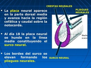  La placa neural aparece
en la parte dorsal media
y avanza hacia la región
cefálica y caudal sobre la
notocorda.
 Al día 18 la placa neural
se hunde en la línea
media constituyendo el
surco neural.
 Los bordes del surco se
elevan formando los
pliegues neurales.
PLIEGUES
NEURALES
CRESTAS NEURALES
SURCO NEURAL
 