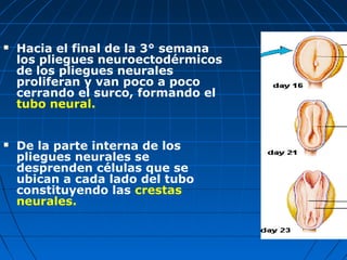  Hacia el final de la 3° semana
los pliegues neuroectodérmicos
de los pliegues neurales
proliferan y van poco a poco
cerrando el surco, formando el
tubo neural.
 De la parte interna de los
pliegues neurales se
desprenden células que se
ubican a cada lado del tubo
constituyendo las crestas
neurales.
 